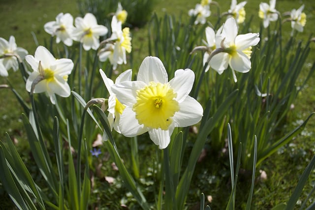 flowers in the garden