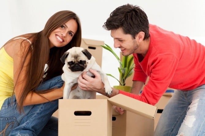 tips for moving with pets